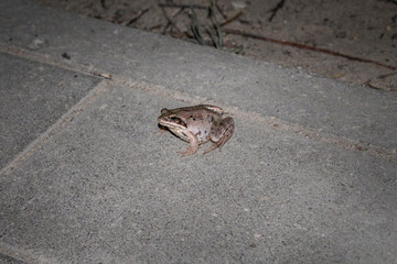 lonely Little brown-red frog on the asphalt