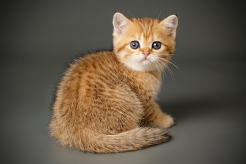 Scottish straight shorthair cat on colored backgrounds