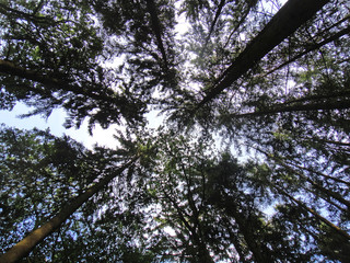 Strait wild trees in forest background fine art in high quality prints products
