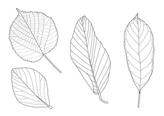Skeletal leaves Dry leaf lined design on white background illustration vector