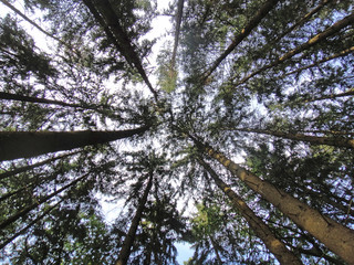 Fototapeta premium Strait wild trees in forest background fine art in high quality prints products