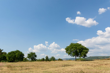 Landscape image with a yellow dry meadow, a green tree and a blue sky with white clouds on the mountain on a sunny summer day