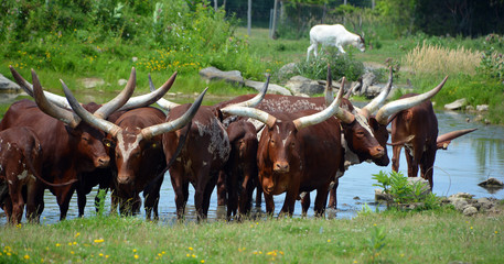 Ankole-Watusi is a modern American breed of domestic cattle. It derives from the Ankole group of...