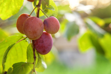 Perfect red plum growing on tree in organic plum orchard. Autumn fall view on country style garden. Healthy food vegan vegetarian baby dieting concept. Local garden produce clean food