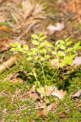 Wild forest fruits botanical identity macro background fine art in high quality prints products fifty megapixels Vaccinium myrtillus family Ericaceae