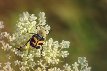 Bee Beetle  on white flower