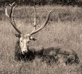 Pere David's deer, also known as the milu or elaphure, is a species of deer that is currently extinct in the wild all known specimens are found only in captivity. © Daniel Meunier
