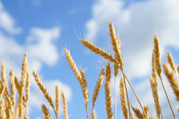 ripe spikes against an blue sky. Harvest