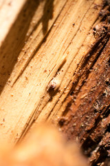 Forest cutted wood abstract macro background fine art in high quality prints products fifty megapixels