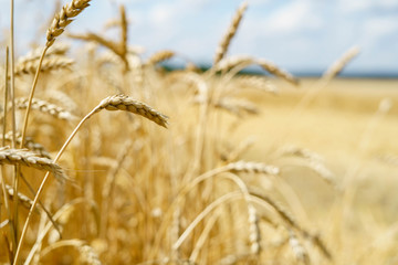 Golden wheat spikes backlit with natural sunlight. Macro with shallow dof