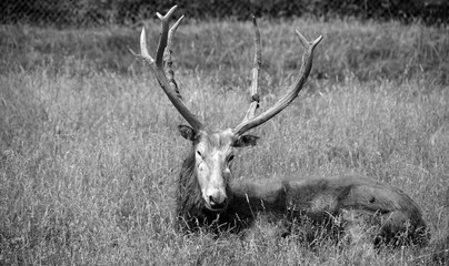 Pere David's deer, also known as the milu or elaphure, is a species of deer that is currently extinct in the wild all known specimens are found only in captivity. © Daniel Meunier