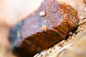 Forest cutted wood abstract macro background fine art in high quality prints products fifty megapixels