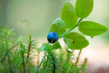 Wild forest fruits botanical identity macro background fine art in high quality prints products...