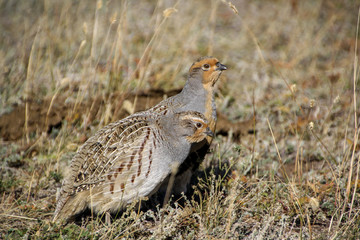 Two partridges crouched on the road in the steppe. Around dry yellow grass
