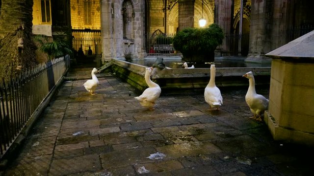 White geese and ganders on the city streets of Barcelona in Spain. 4K