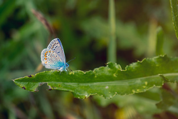 Common blue butterfly on green leaf