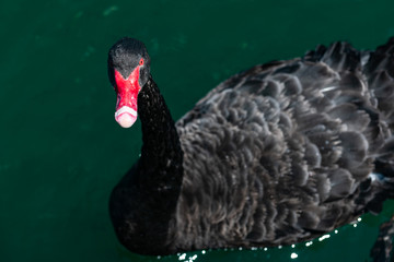 Fototapeta premium black swan