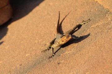 Faszination Afrika