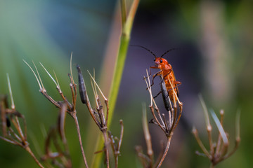 Two common red soldier beetles on hogweed