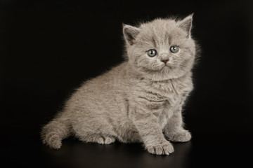 British shorthair cat on colored backgrounds