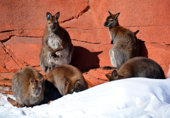 In winter wallaby is any animal belonging to the family Macropodidae that is smaller than a...