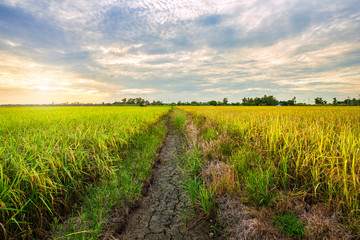 Fototapeta na wymiar Beautiful green cornfield with sunset sky background.