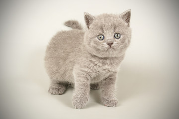 British shorthair cat on colored backgrounds