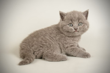 British shorthair cat on colored backgrounds