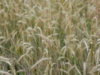 Wheat field