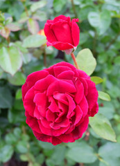Bright red rose with a bud on the garden in the summer.