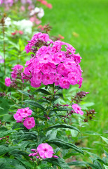 Blooming crimson phlox in the park in summer
