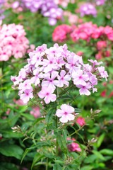 Blooming multicolored phloxes on the background of green lawn in the park in summer
