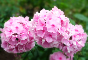 Blooming delicate pink phlox in the park in summer