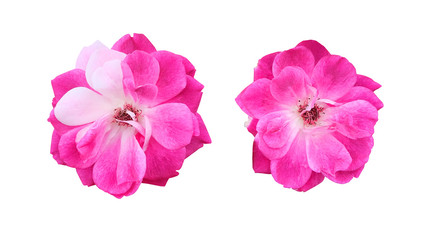 Two flowers of bright pink climbing rose isolated on white background, floral set.