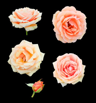 Set of peach roses flowers isolated on black background.