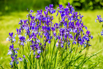 Search photos iris flower