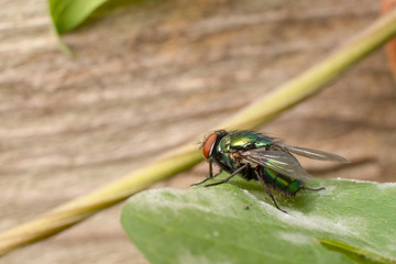 Bluebottle on a Leaf