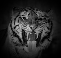  The tiger (Panthera tigris) is the largest cat species. It is the third largest land carnivore...
