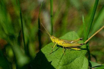 Green grasshopper on green leaf