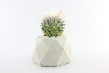 Cactus in a cement pot and white background.