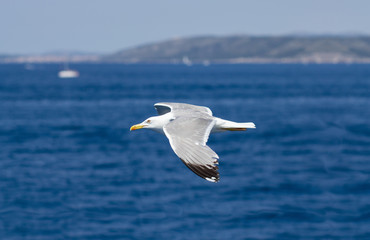 Fototapeta na wymiar Seagull flying over blue water background. Adriatic sea, Croatia