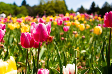 チューリップ畑