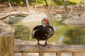 Duck wildlife in Reina Sofia Park Guardamar del Segura Costa Blanca Spain tourist attraction
