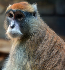 The patas monkey (Erythrocebus patas), also known as the wadi monkey or hussar monkey, is a...