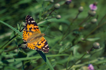 Painted Lady on green background