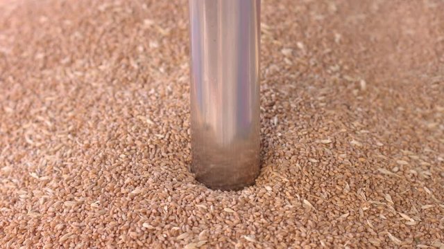 Taking wheat sample using grain automatic truck sampling probe