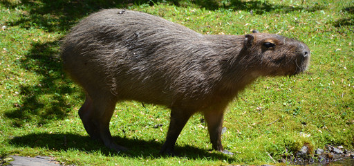 The capybara is the largest rodent in the world. Also called chiguire, it is a member of the genus...