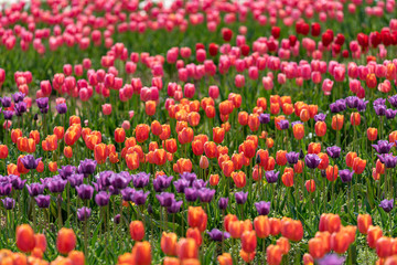 Colorful tulip flower field, in full bloom