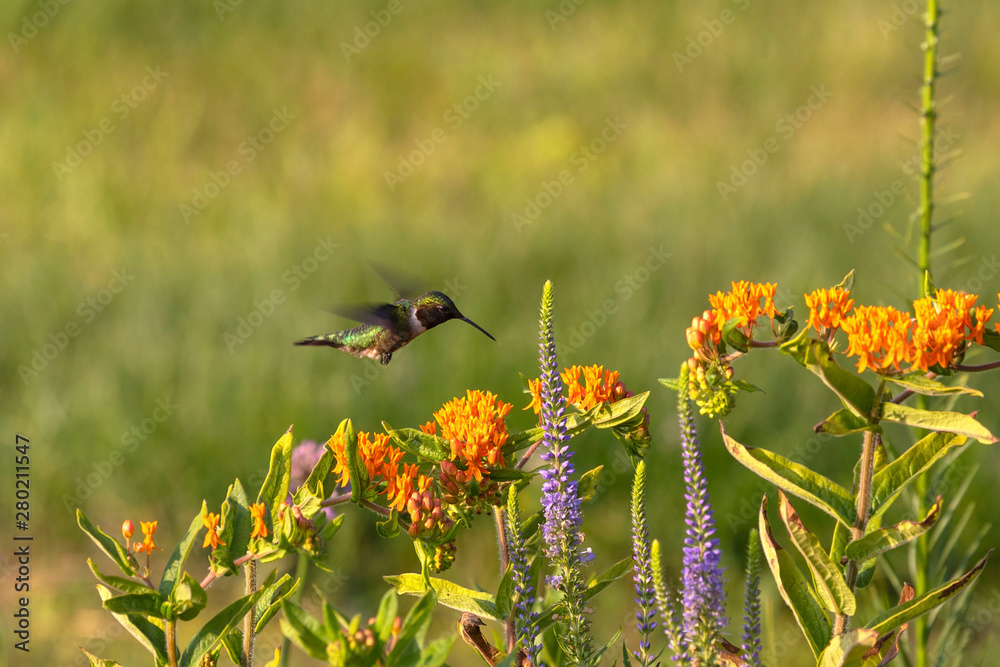 Poster The Ruby-throated hummingbird (Archilochus colubris) drinks nectar from a flowering Butterfly Weed (Asceptlias tuberosa)