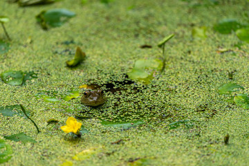 Great duckweed and floating frog